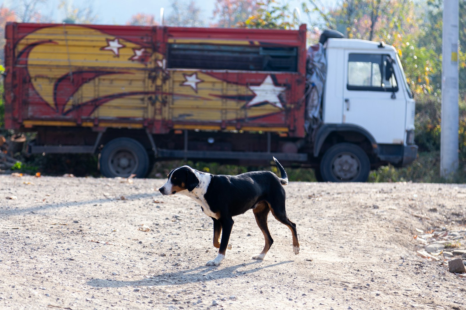 Heroic Dogs Journey 17km to Escape Meat Traders and Find Home - News