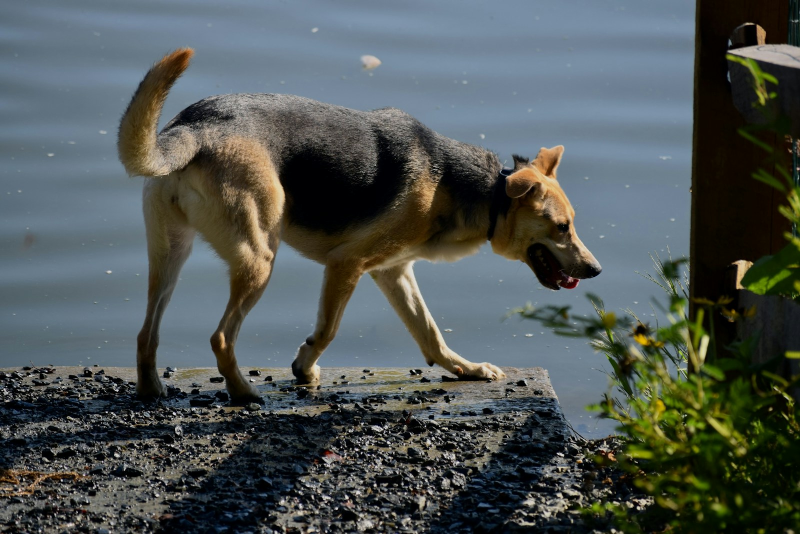Heroic Stray Dog Helps Locate Missing Boy in the USA - News