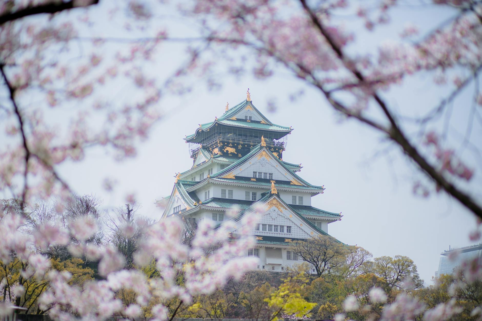 Hotel Demand in Japan Soars 77% Amid Cherry Blossom Season - Lifestyle