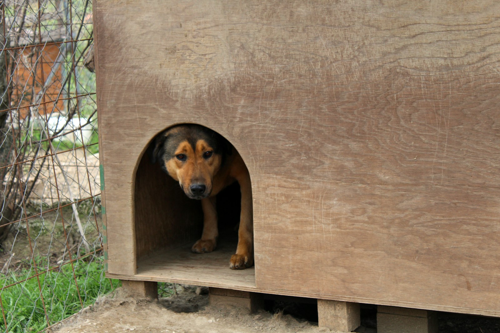 Meet Houdini the Dog: The Shelter Escape Artist