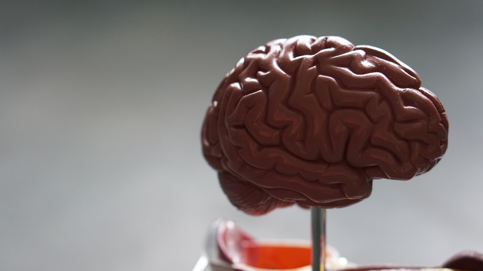 Human Cognitive Abilities Peak at 55-60 Years, Study Finds
