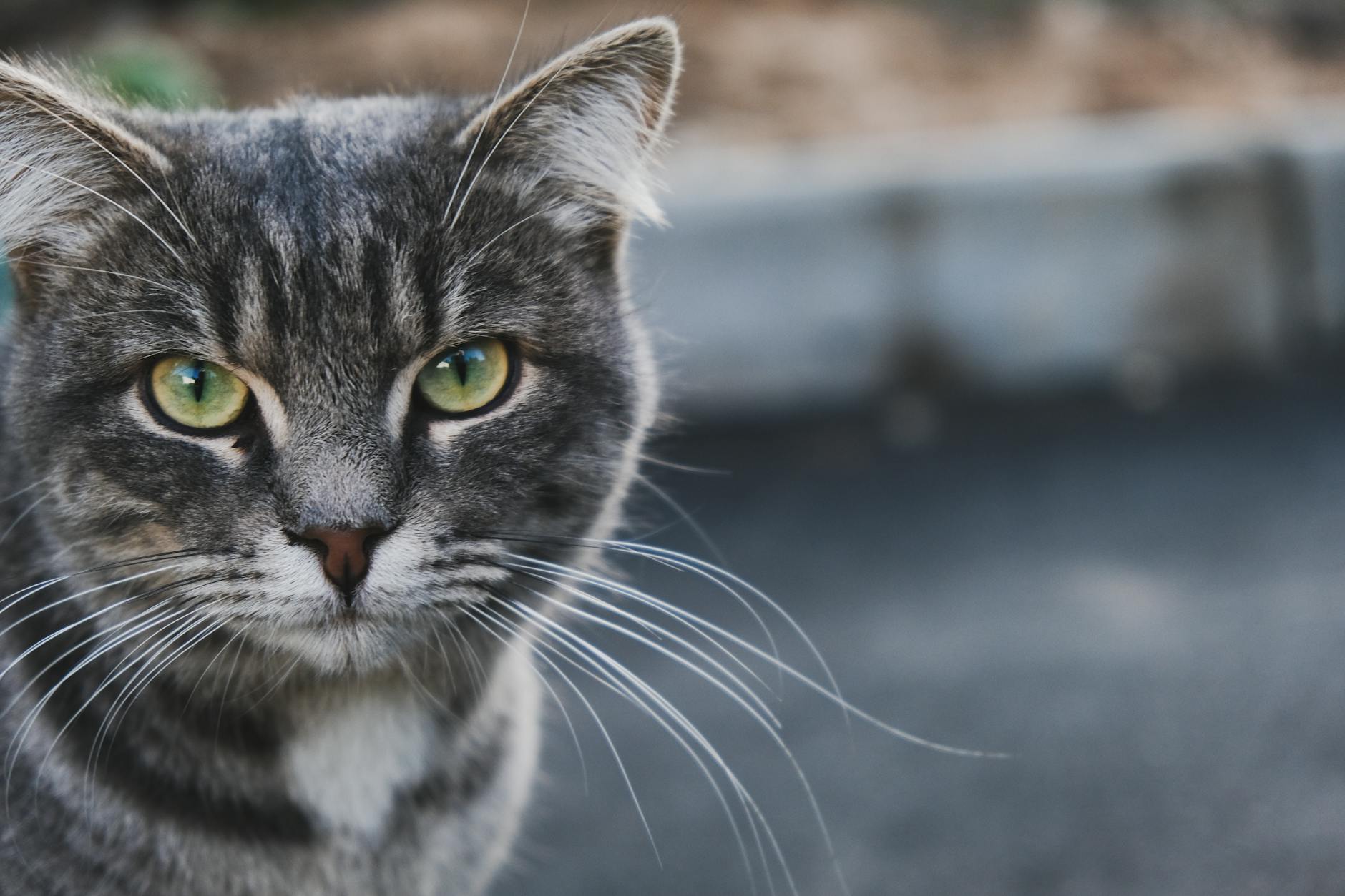 Why 'If All the Cats in the World Disappeared' Captivated Russia in...