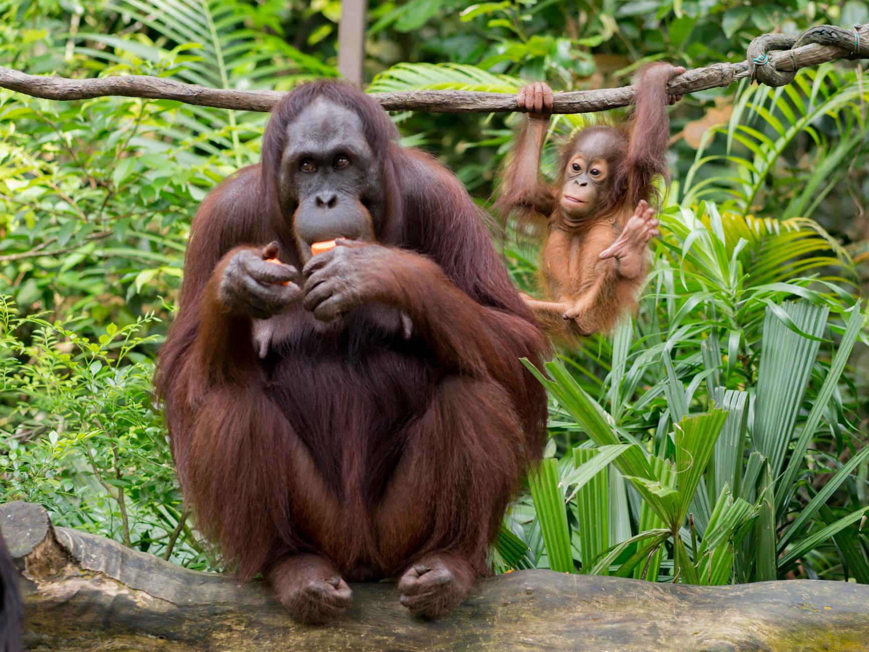 IKEA's Adorable Plush Orangutans Fly Off Shelves in the US and Japan - Lifestyle