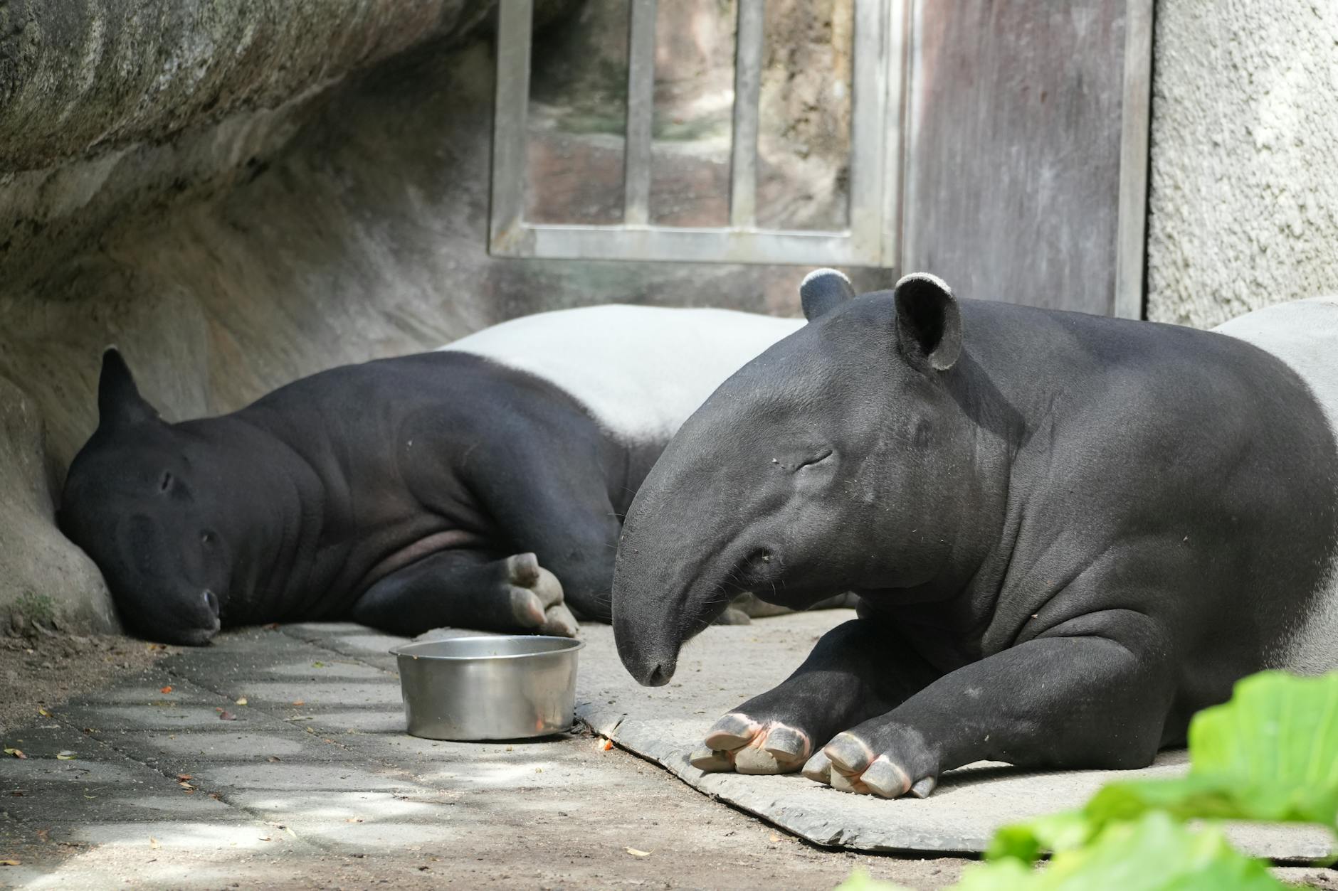 Illegal Zoo with Endangered Animals Discovered in Moscow
