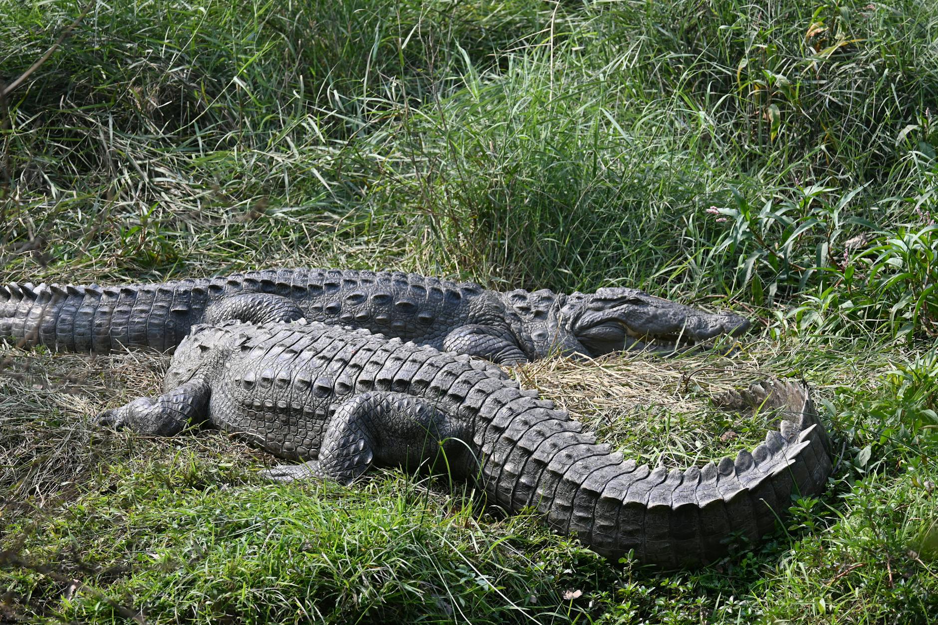 India's Unique Border Security: Snakes and Crocodiles on Patrol - News