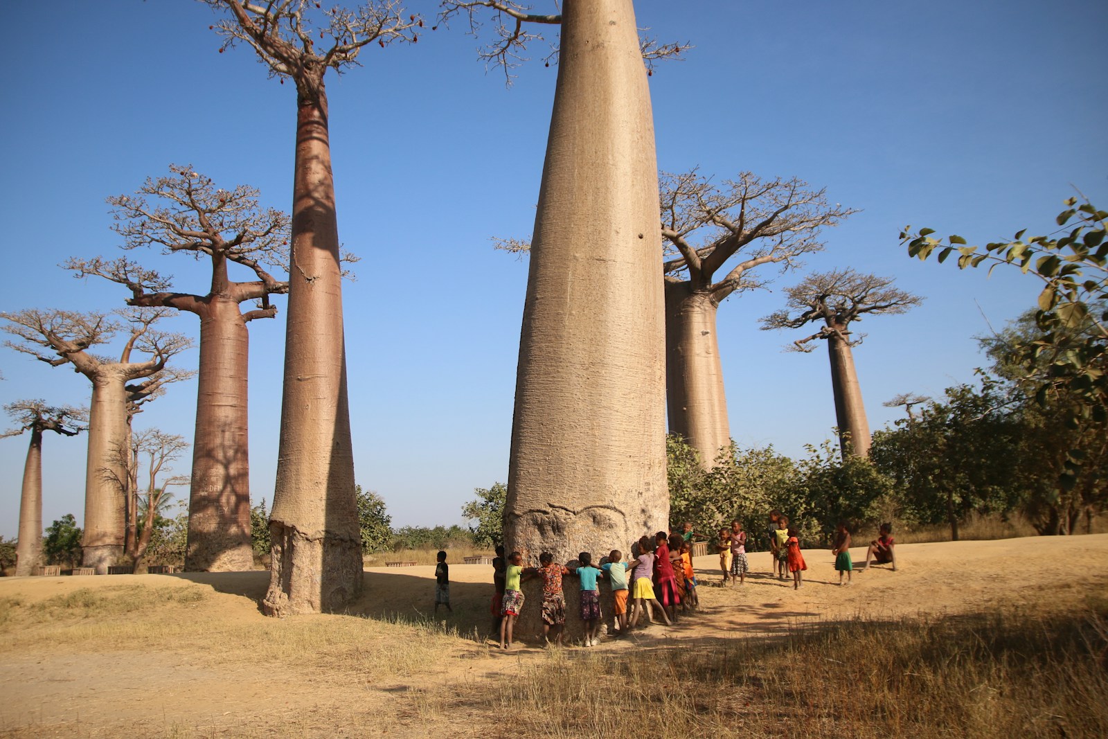 Ivan Zolo Tops Global Genius Chart with 'Baobab'