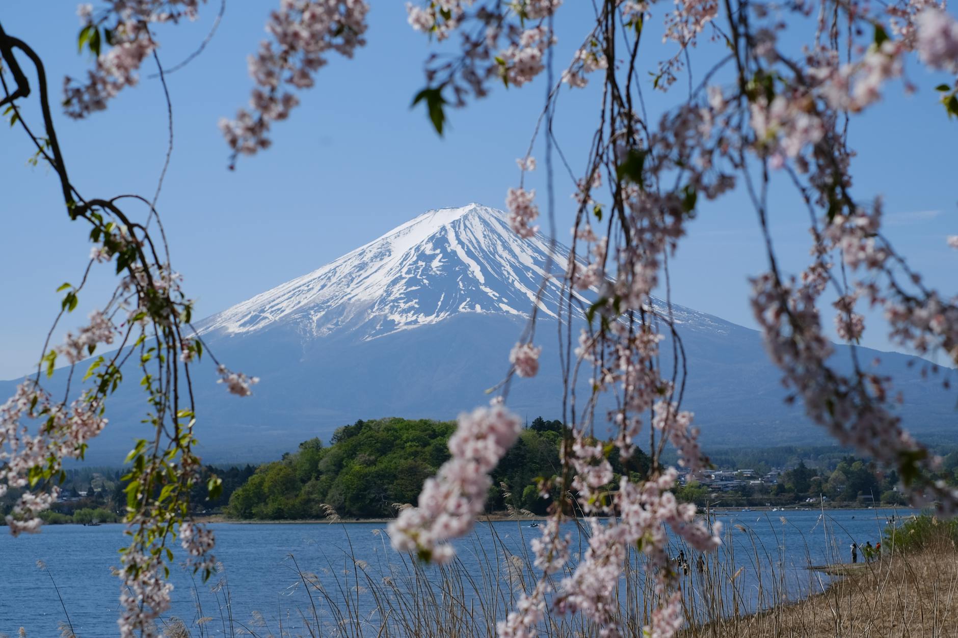 Japan Cancels Cherry Blossom Festival at Mount Fuji Due to Tourist...