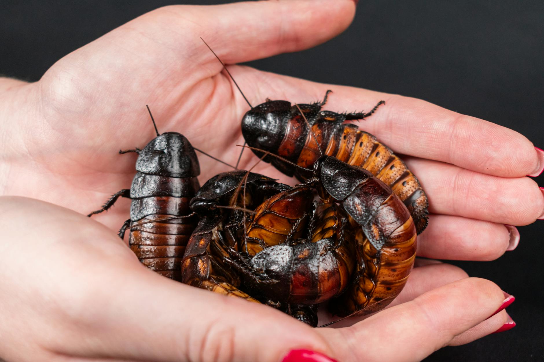 Japan Launches Attack on Cockroaches with Titan-Inspired Spray - Anime