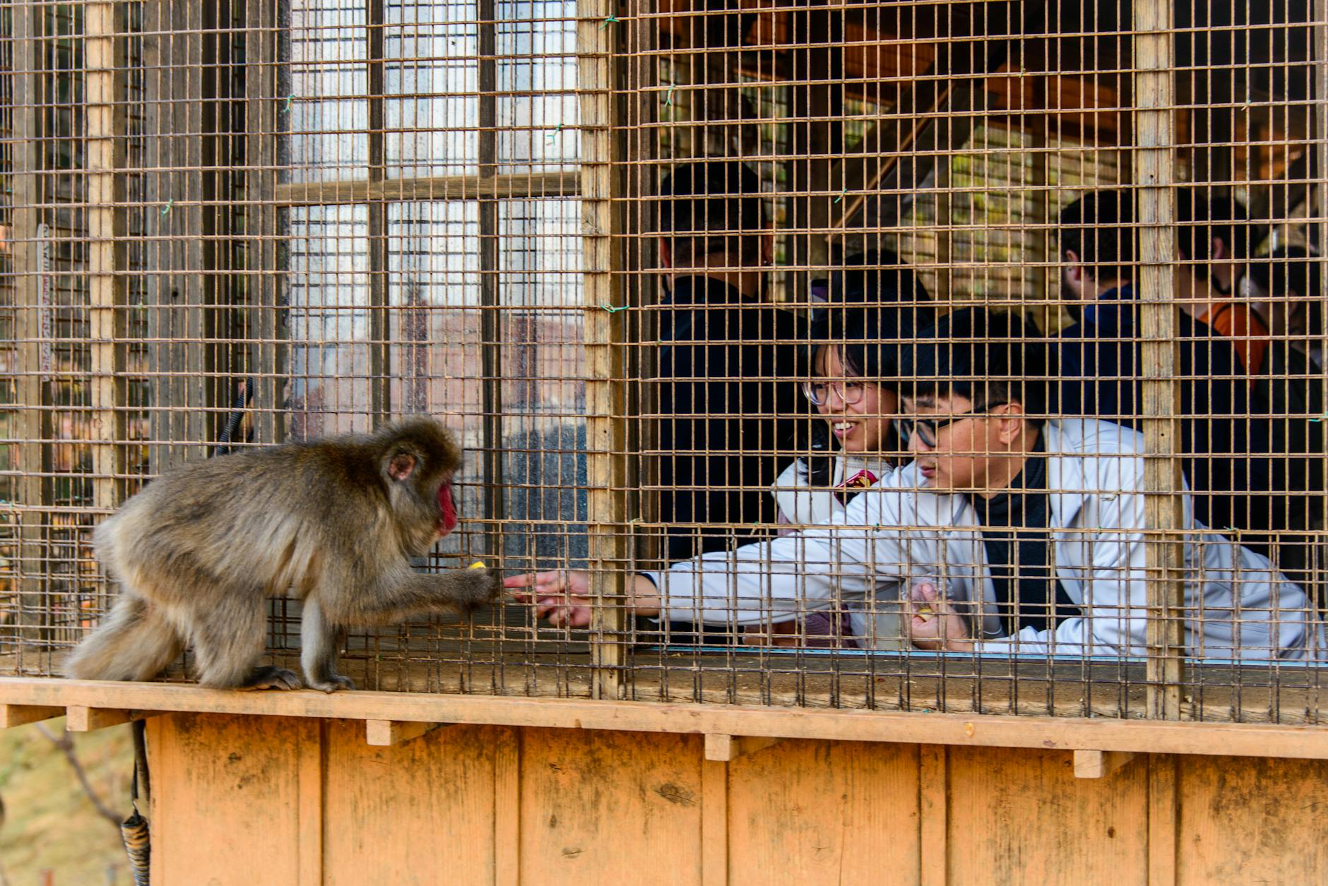Japanese Zoo Sees Visitor Surge Thanks to Monkey Sensation - Lifestyle