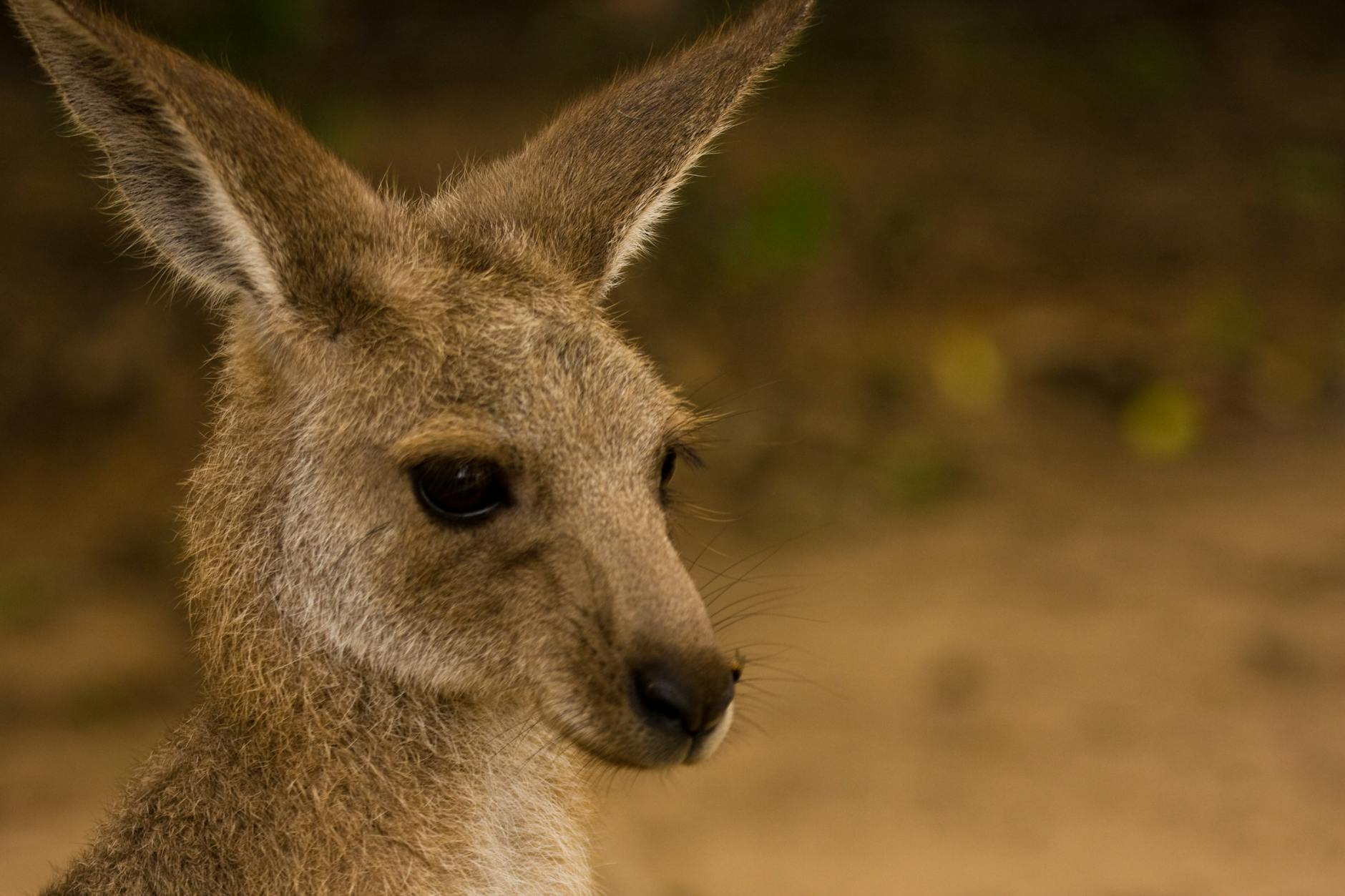 Kangaroo Island Considers Cat Ban to Protect Native Wildlife - News