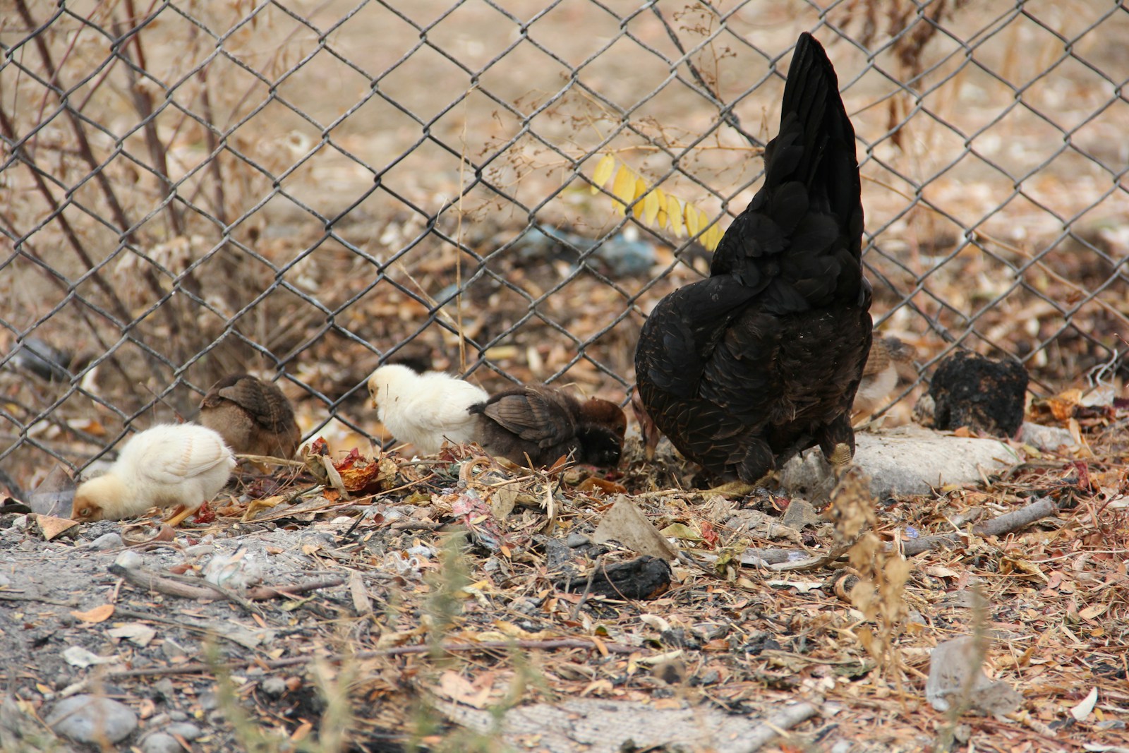 Kazakh Man Rescues Chicks from Dump, Now They’re Family - Lifestyle