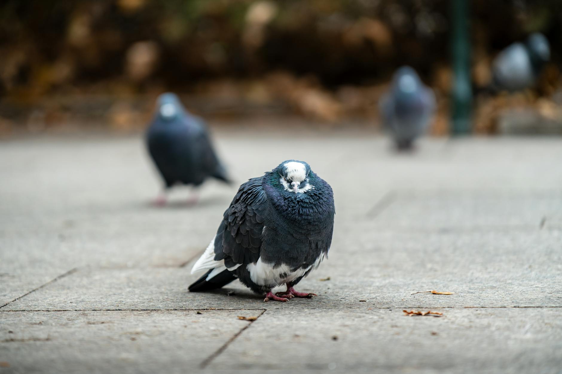 Krakow's Unique Approach: Contraceptive Corn for Pigeons - Lifestyle