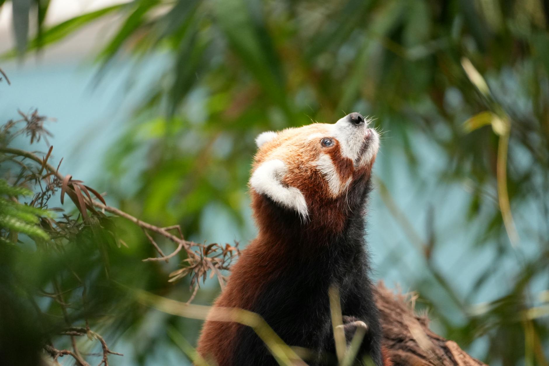 Unleash Your Inner Warrior with These 5 Kung Fu Panda Gadgets - Tech