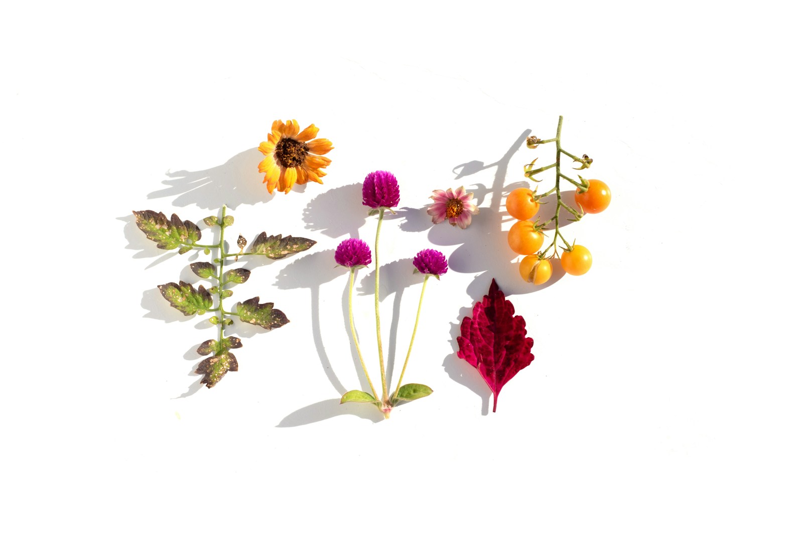LEGO's March Gift: Stunning Botanical Frame for Purchases - Lifestyle