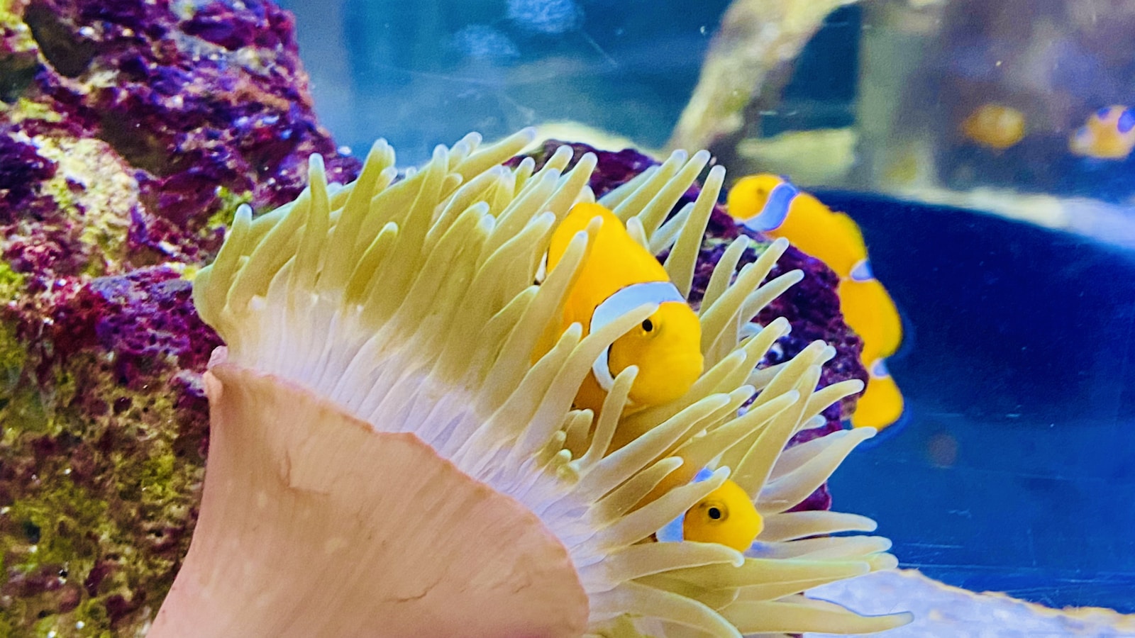 LEGO Unveils Stunning 4154-Piece Tropical Aquarium Set