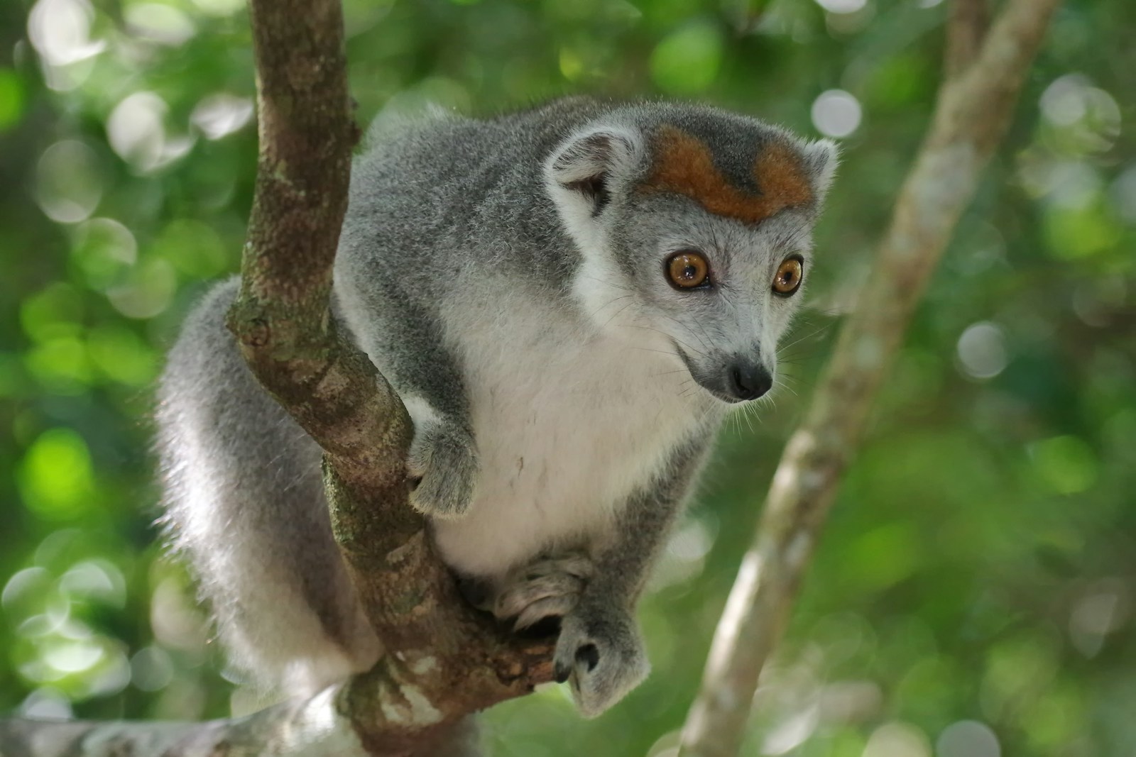 Madagascar's Lemurs Face Extinction Threat from Gourmet Lovers