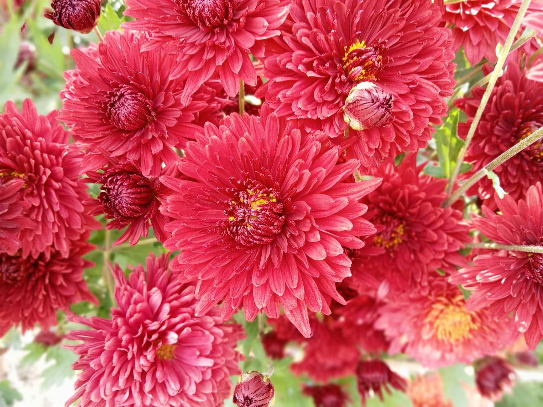 March Blooms: How Four Days Drive 7% of Annual Flower Sales - News
