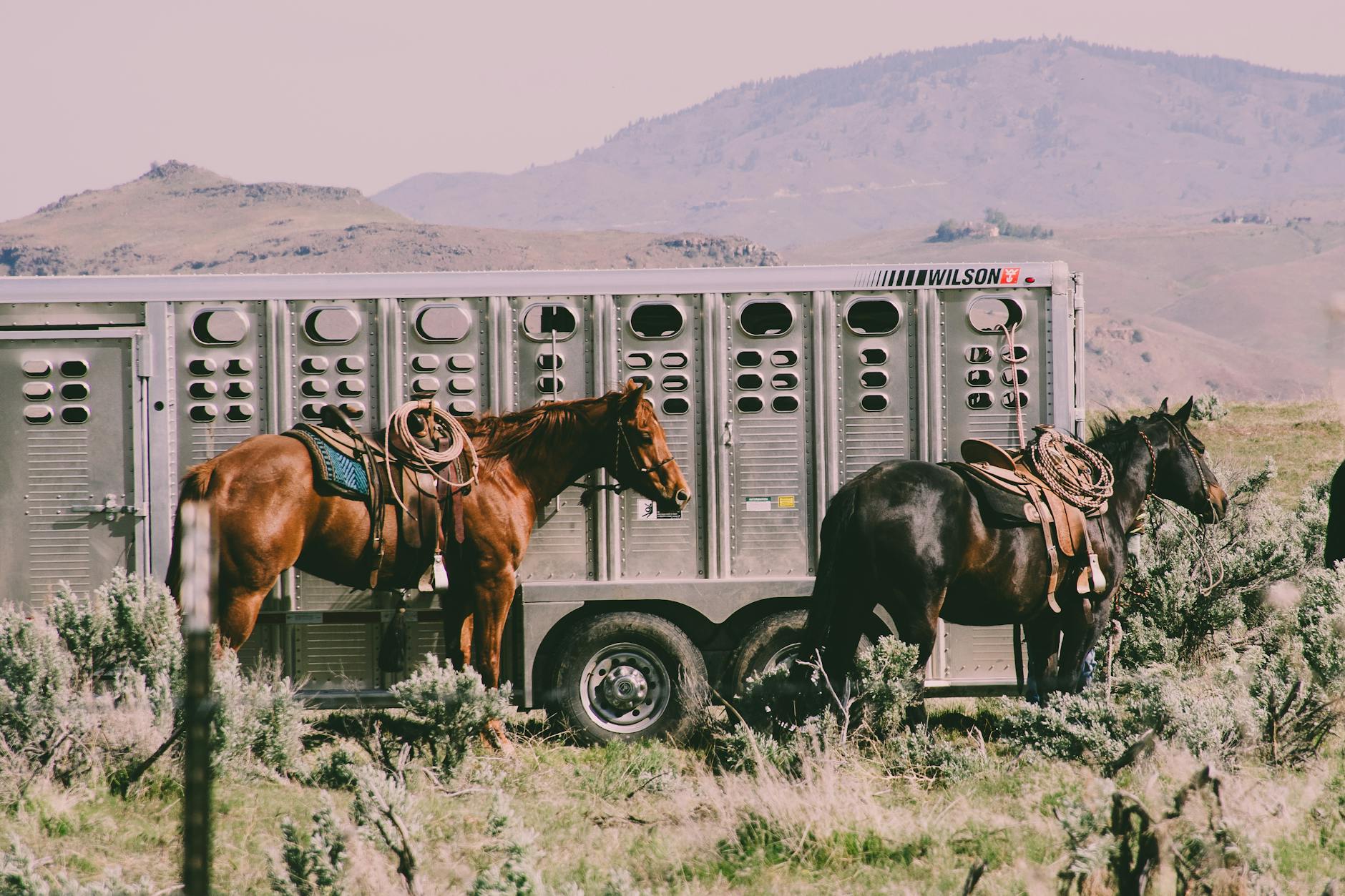 First Look: Martin McDonagh's 'Wild Horse' Trailer Drops - Cinema