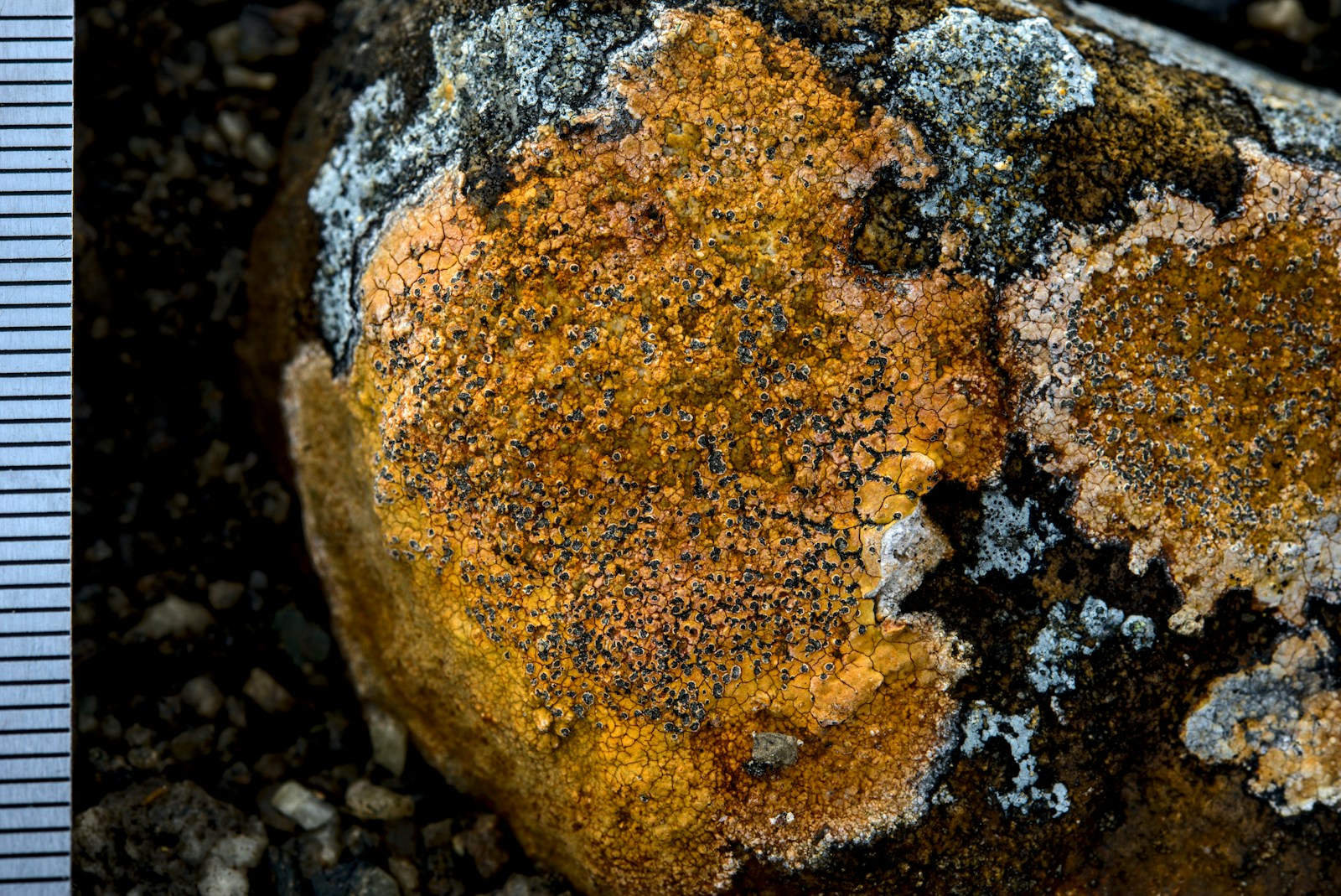 Massive Amber Nugget Discovered in Kaliningrad Region