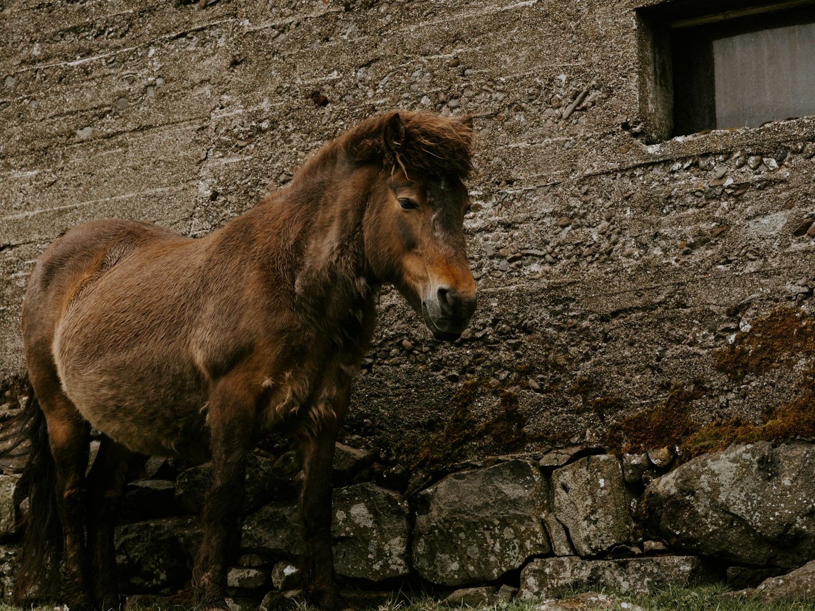 Meet Fancy: The World's Oldest Living Horse at 37 Years - Lifestyle