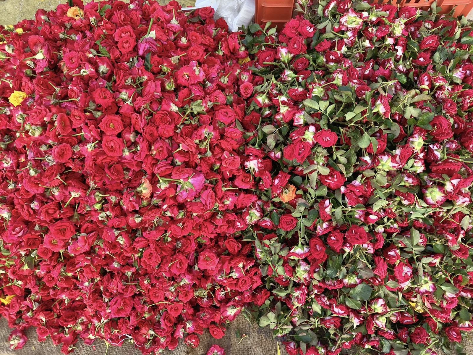 Metro Station 'Trubnaya' Adorned with 400 Red Roses for Women's Day - News