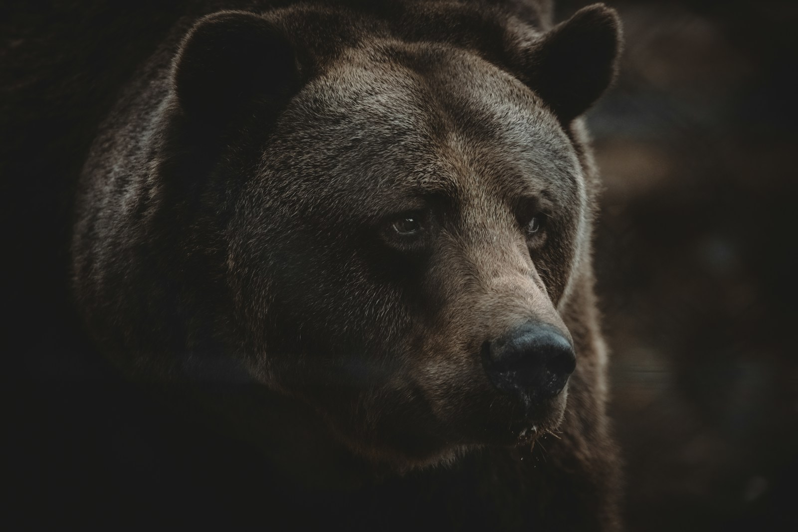 Mia Goth and Zach Galifianakis Star in 'Hey Bear!' Debut Film