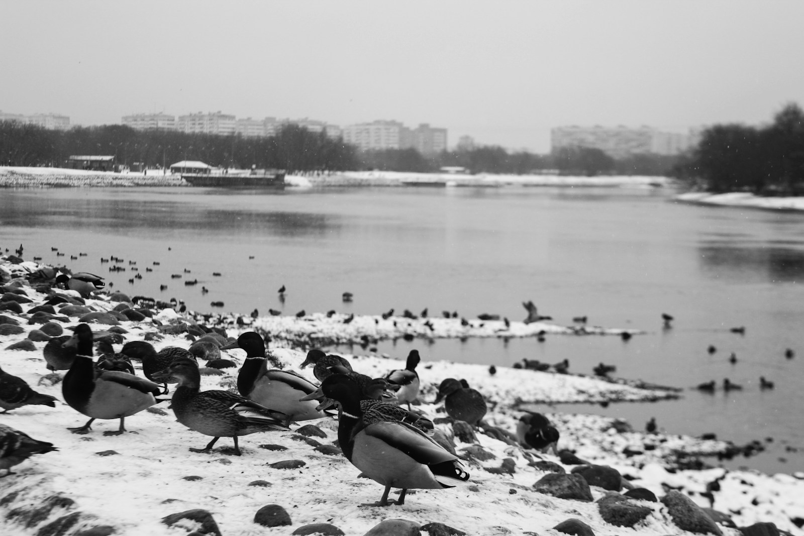 Migratory Birds Return to Moscow Early Due to Mild Winters - News