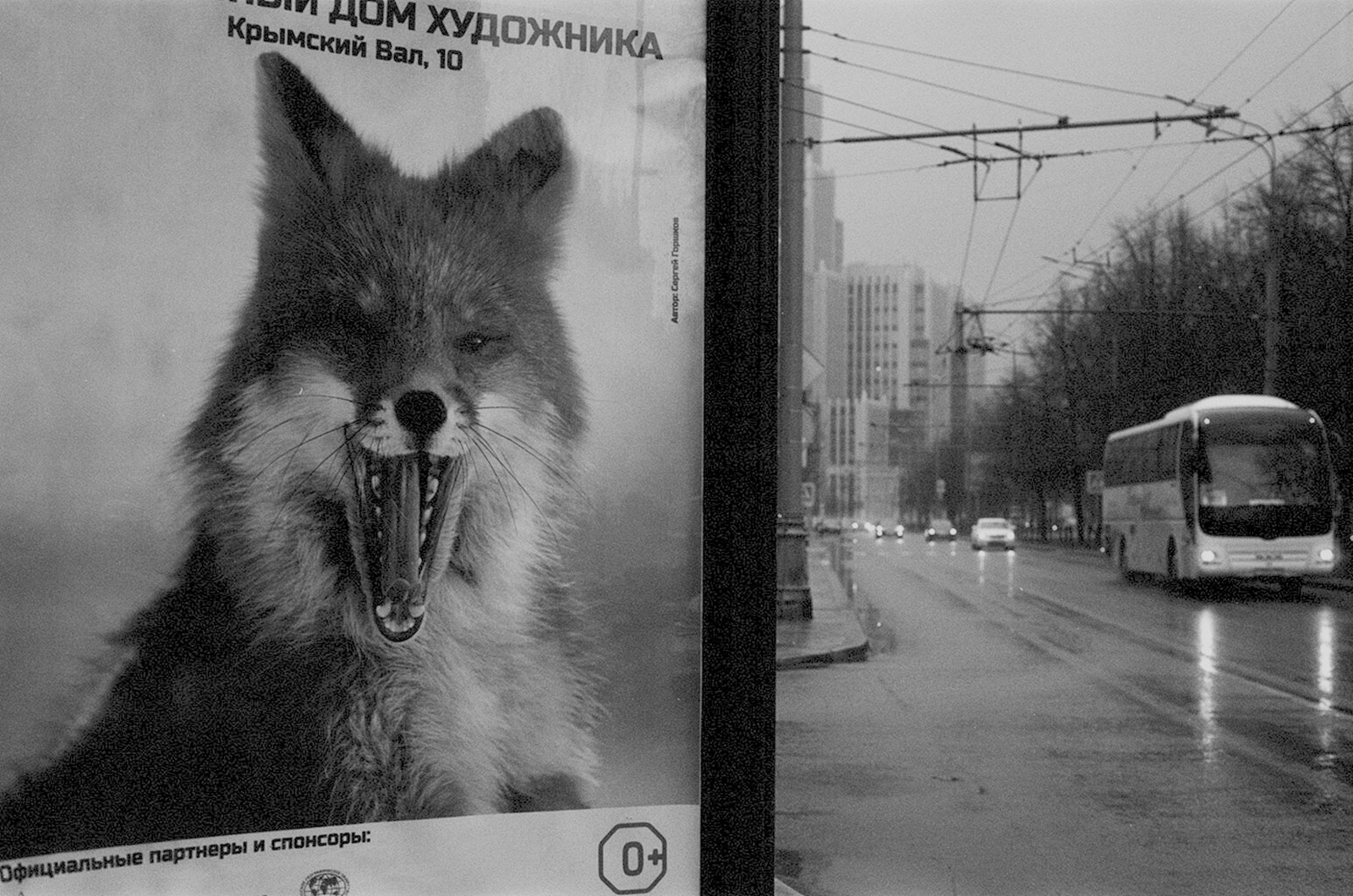 Moose Tries to Board Bus in Moscow Suburb: A Wild Encounter