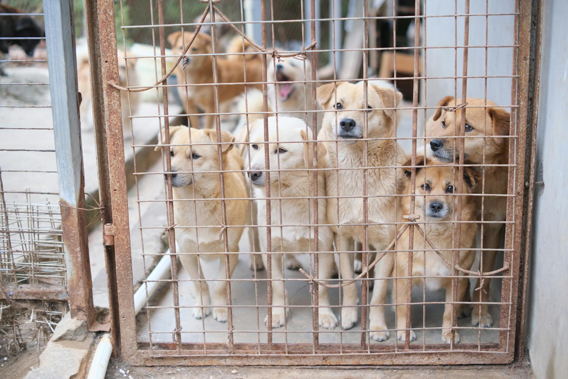 Moscow's Animal Adoption Festival: Find Your New Best Friend! - Lifestyle