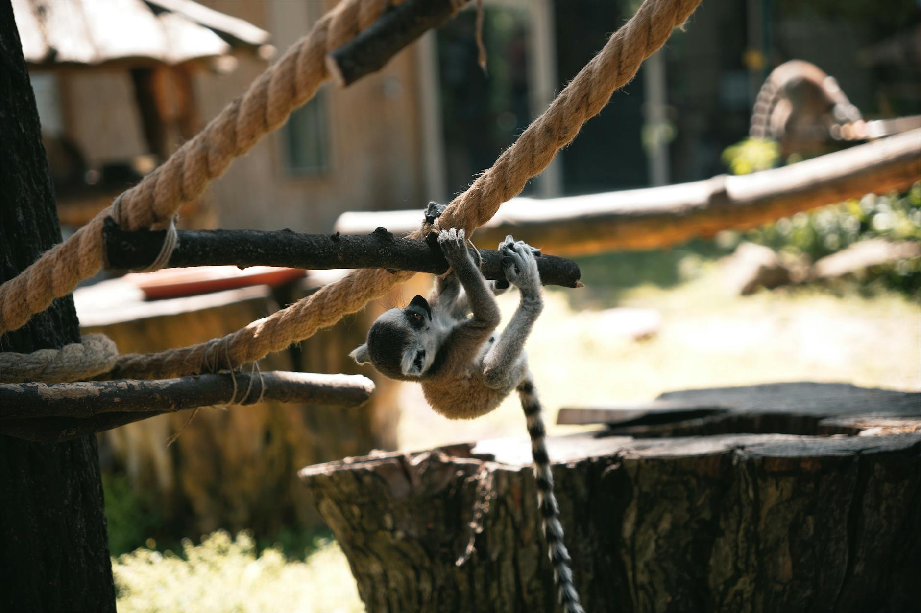 Moscow's Cat Lemur Rescued from Café: A Wild Twist! - News