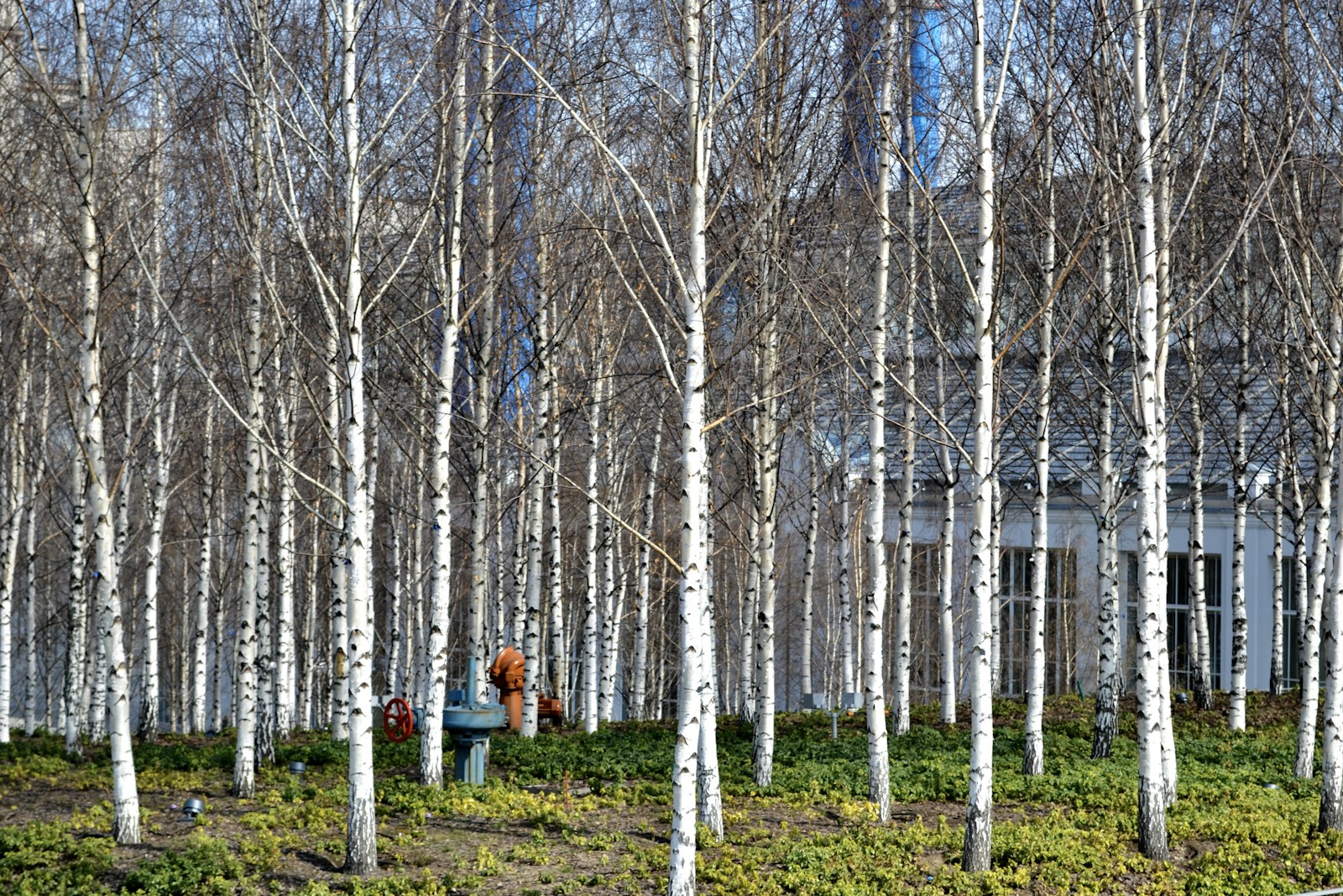 Moscow to Eradicate All Boxelder Maples: A Bold Environmental Move