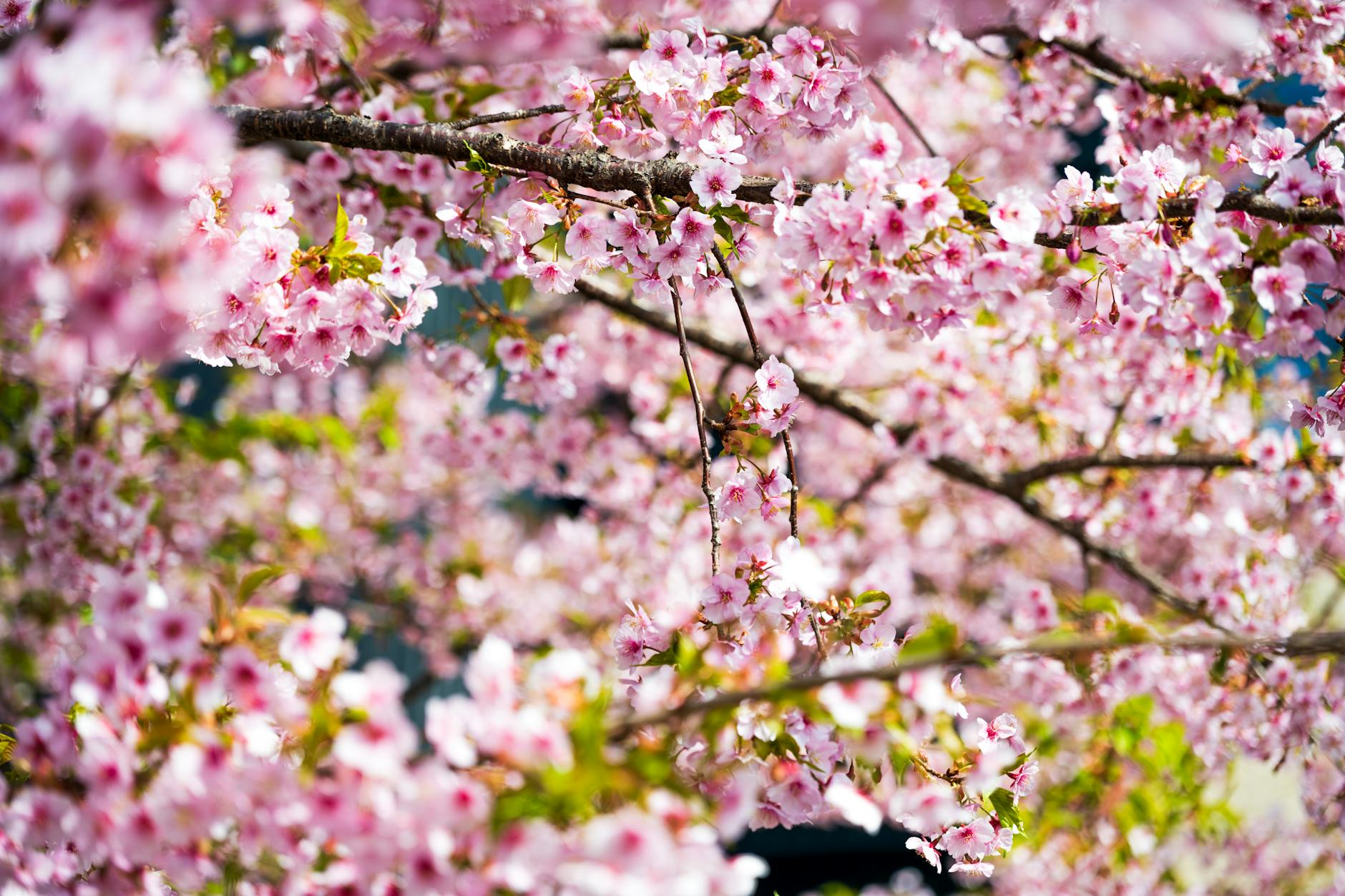 Moscow Welcomes Its First Cherry Blossom: A Spring Spectacle - Lifestyle