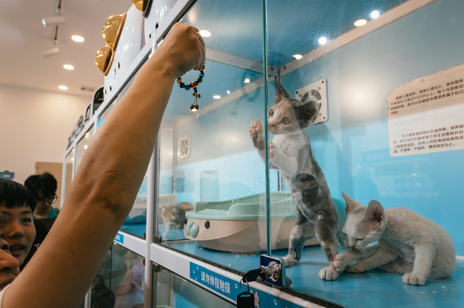Moscow Museums to Welcome Pets with Special Zones