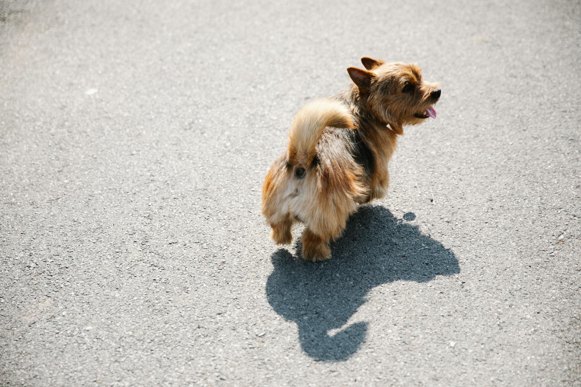 Moscow's Oldest Yorkshire Terrier Passes Away at 16 - Lifestyle