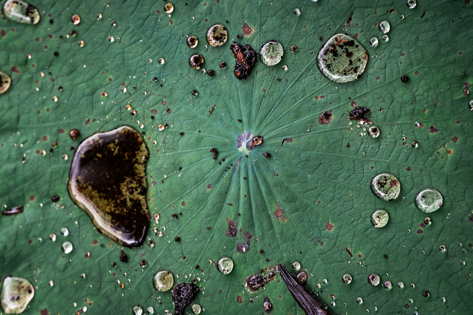 Moss Spores Survive Nine Months in Space: A Cosmic Resilience Story