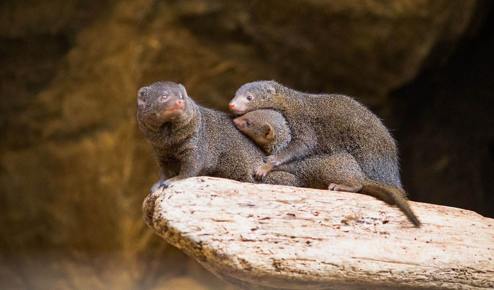 Naked Mole Rats Make History with Peaceful Power Transfer - News