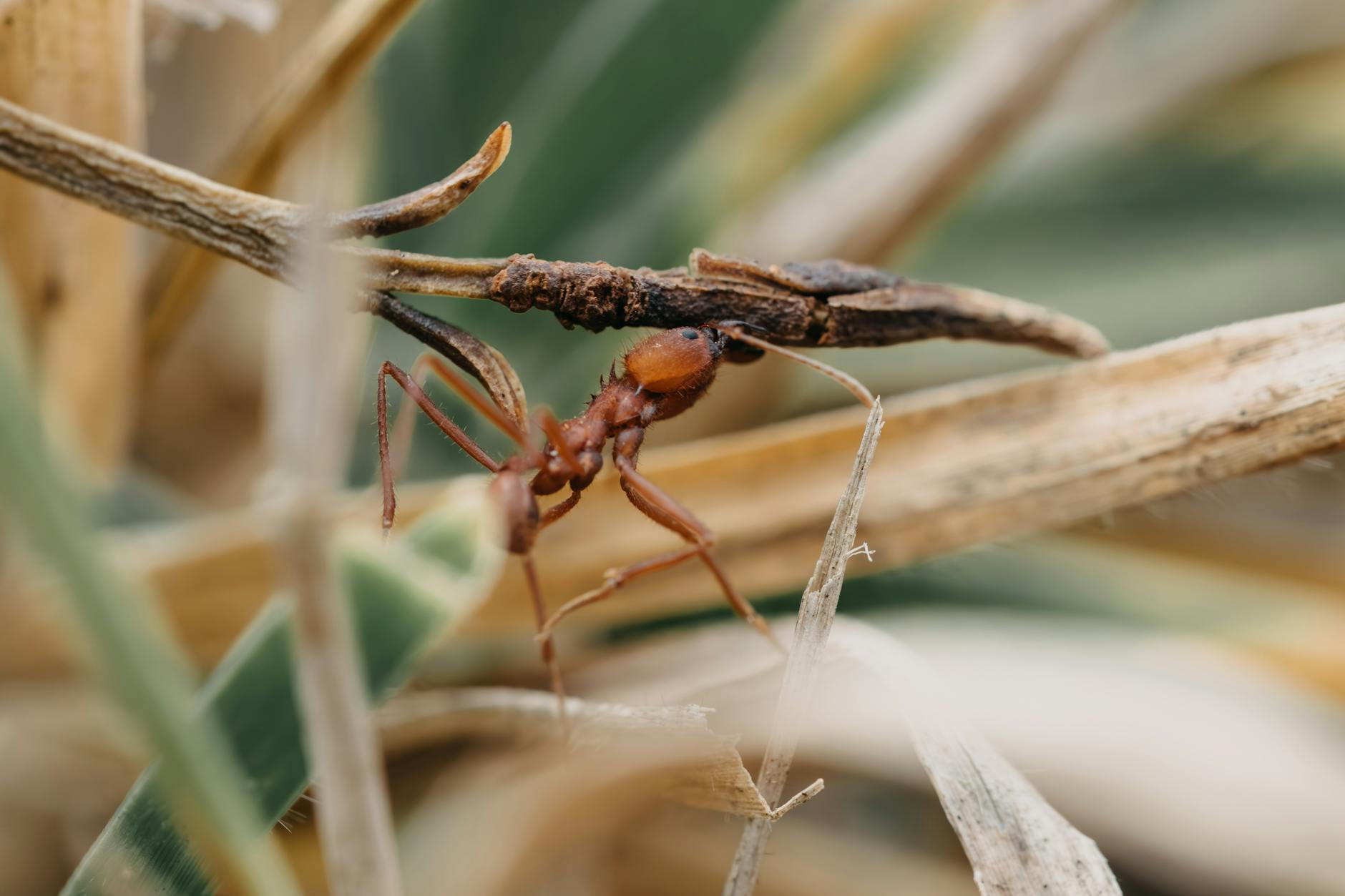 New Ant Species Discovered in Japan Thrives Without Males - News