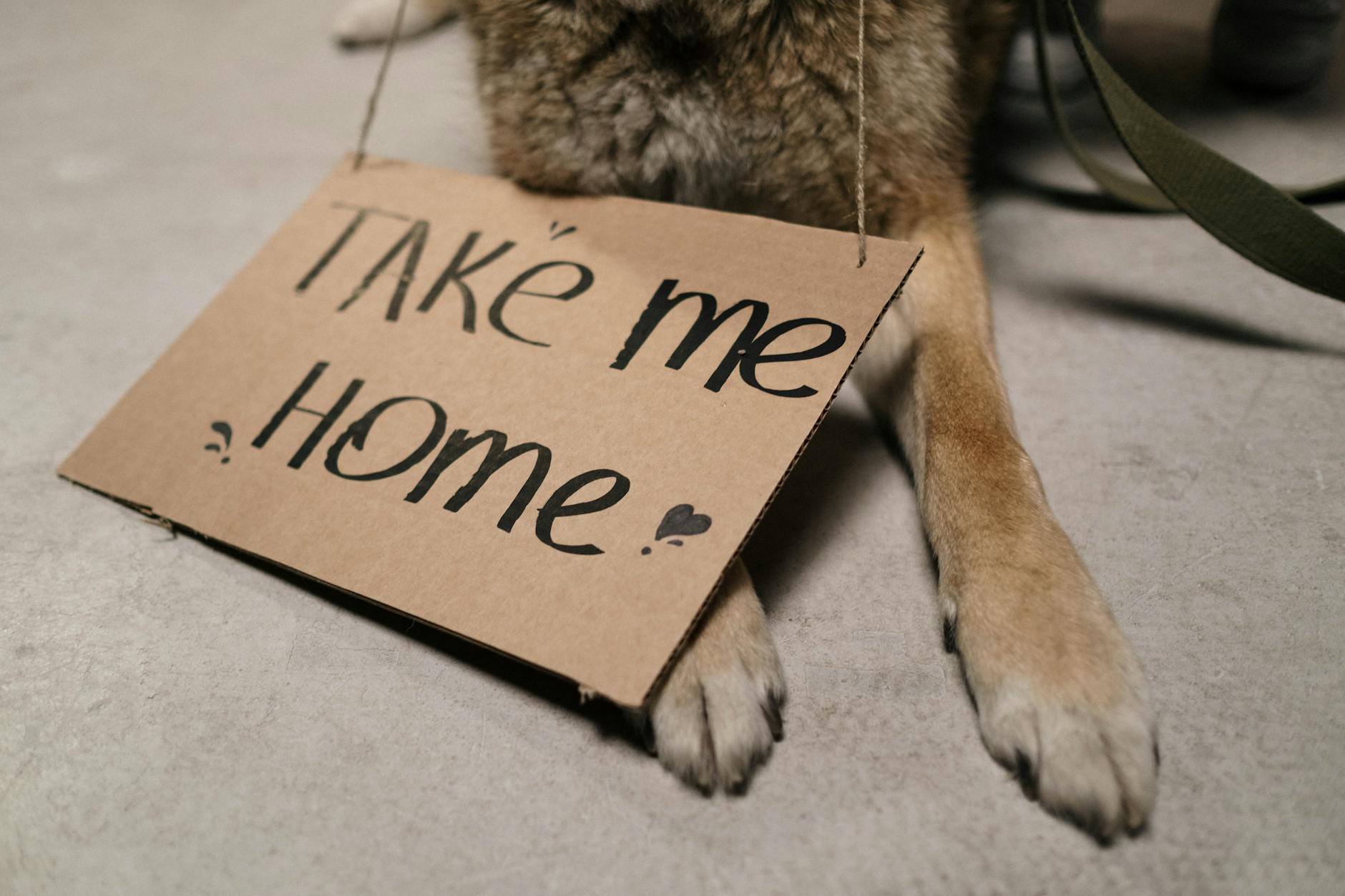 New Art Installation in Almaty Celebrates Dog Rescue Efforts - Lifestyle