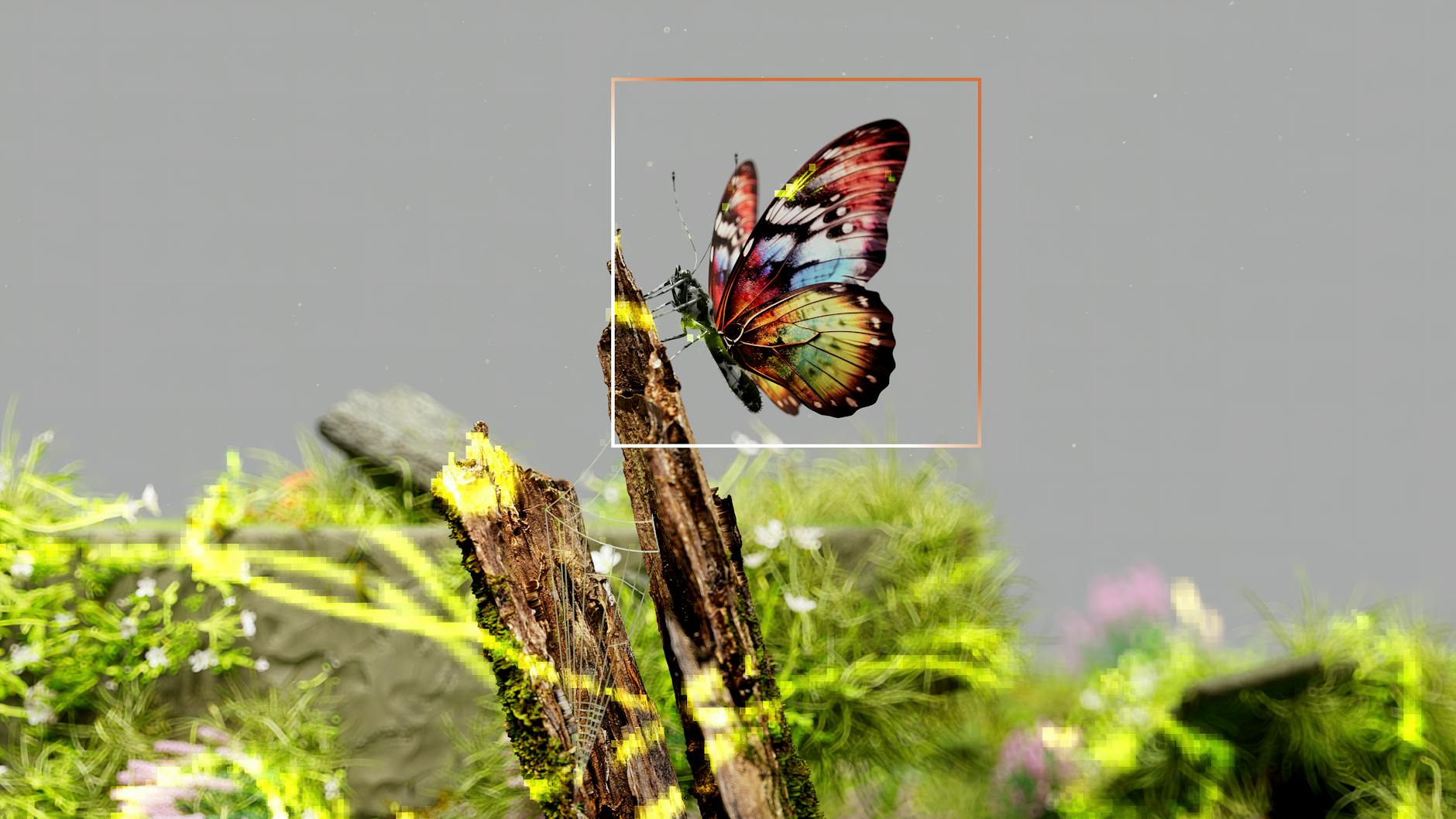 New Butterfly Species Discovered in Primorye, Russia - News