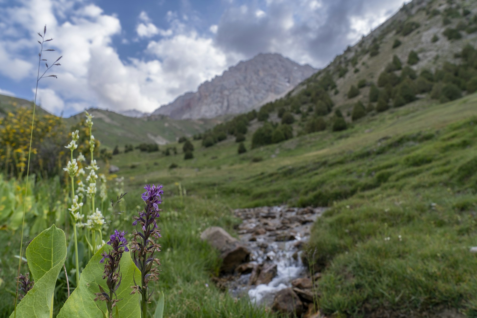 New Heart-Shaped Plant Species Discovered in the Caucasus