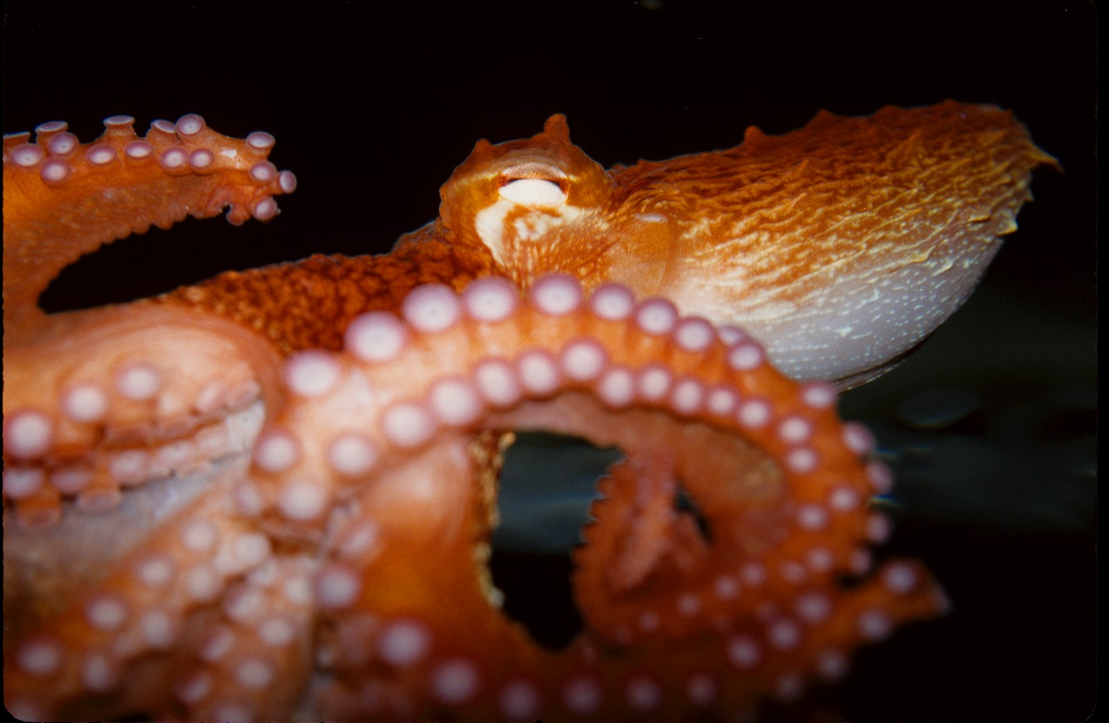 38 New Marine Species Discovered in the Pacific Ocean - News