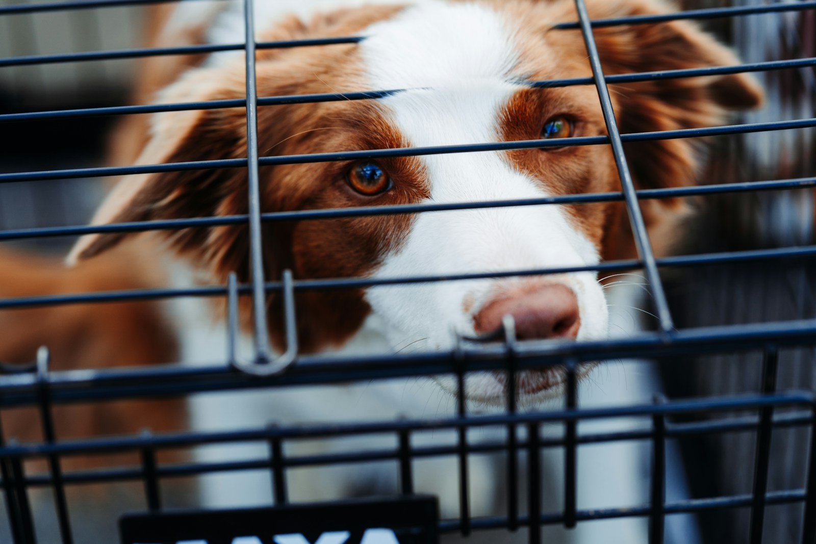 New Penalties for Pet Owners: Stricter Laws on Animal Attacks
