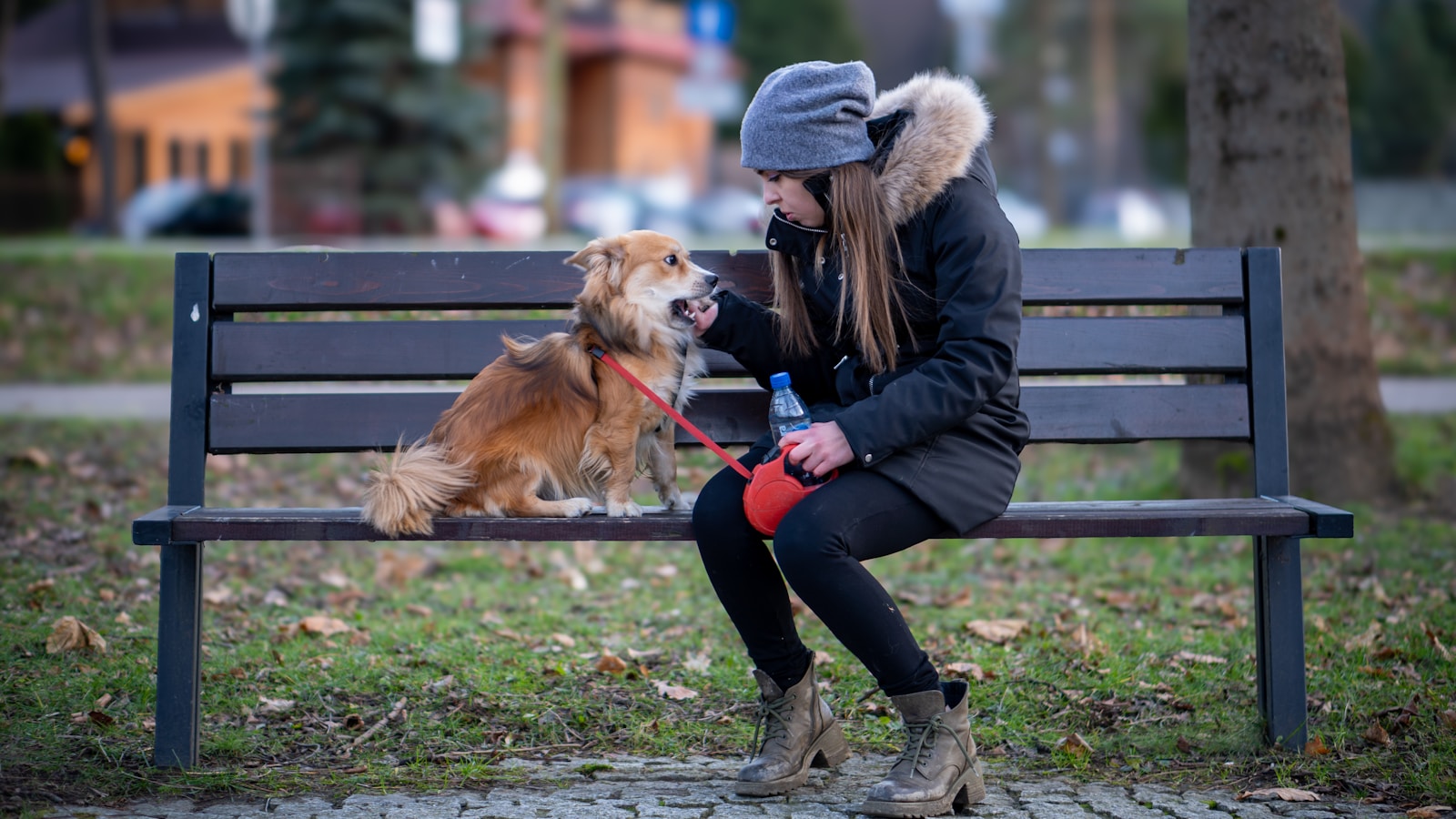 New Pet Adoption Service Launches in Moscow: Meet Your Furry Friend