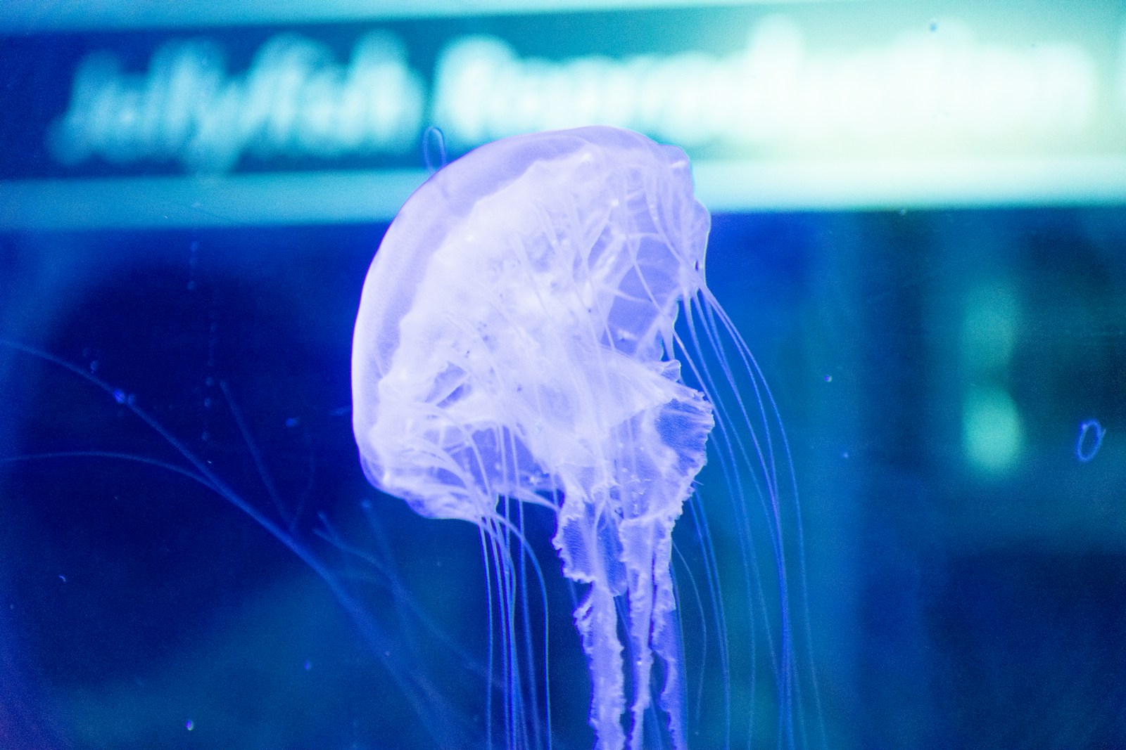 New Predator Jellyfish to Debut at Moskvarium