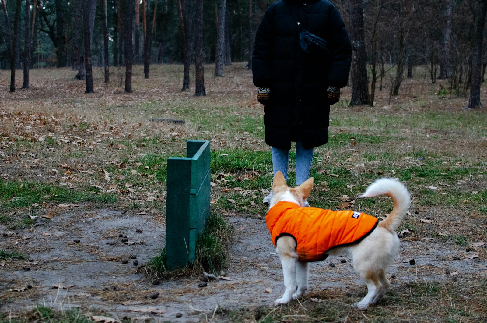 New Russian Standards for Guide Dogs: A Step Forward - Analysis