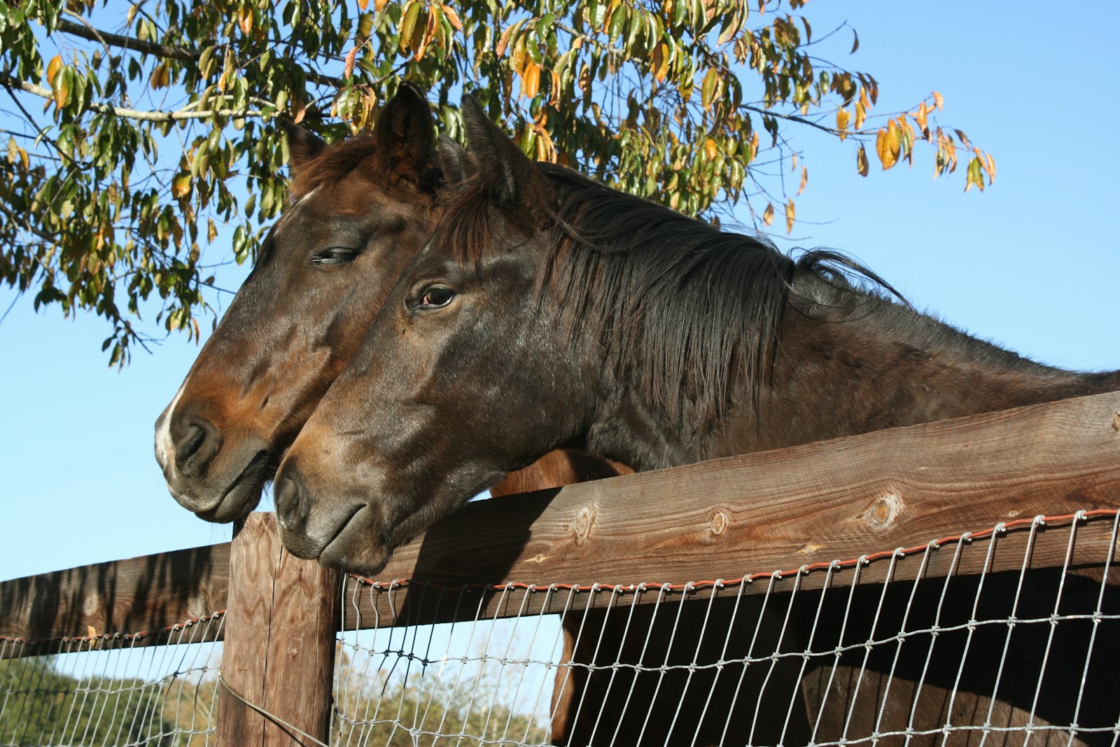 Elevate Your New Year’s Table for the Year of the Horse