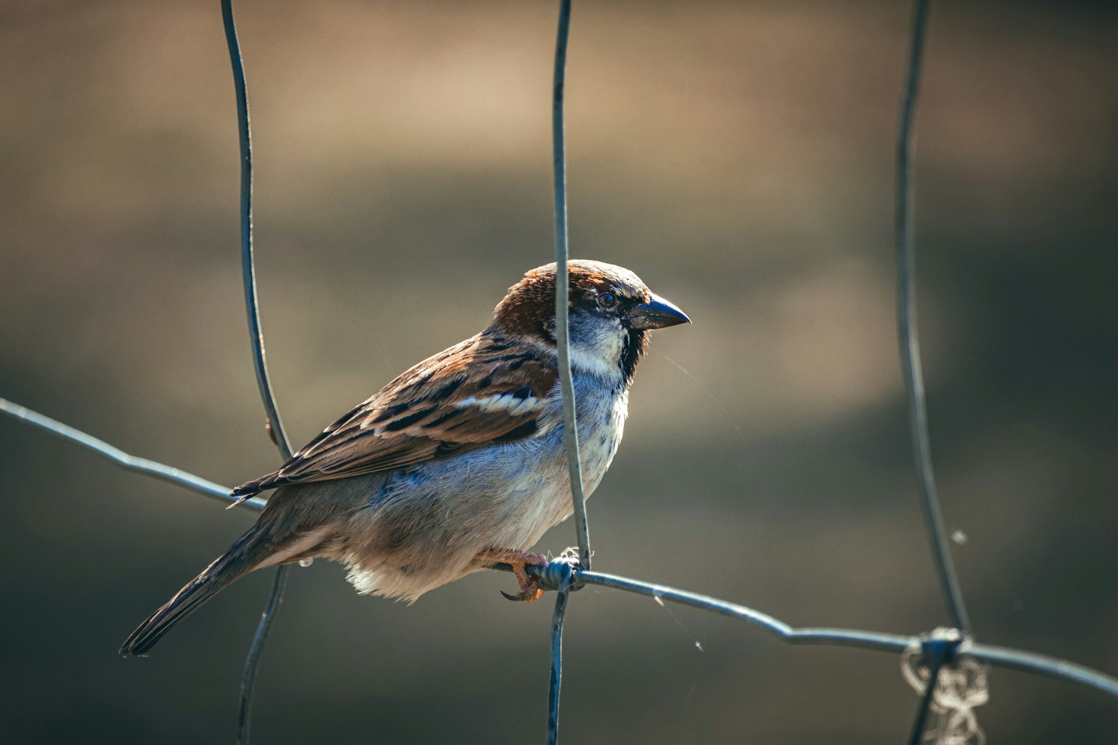 Ornithologists Estimate Sparrow Population in Russia - News