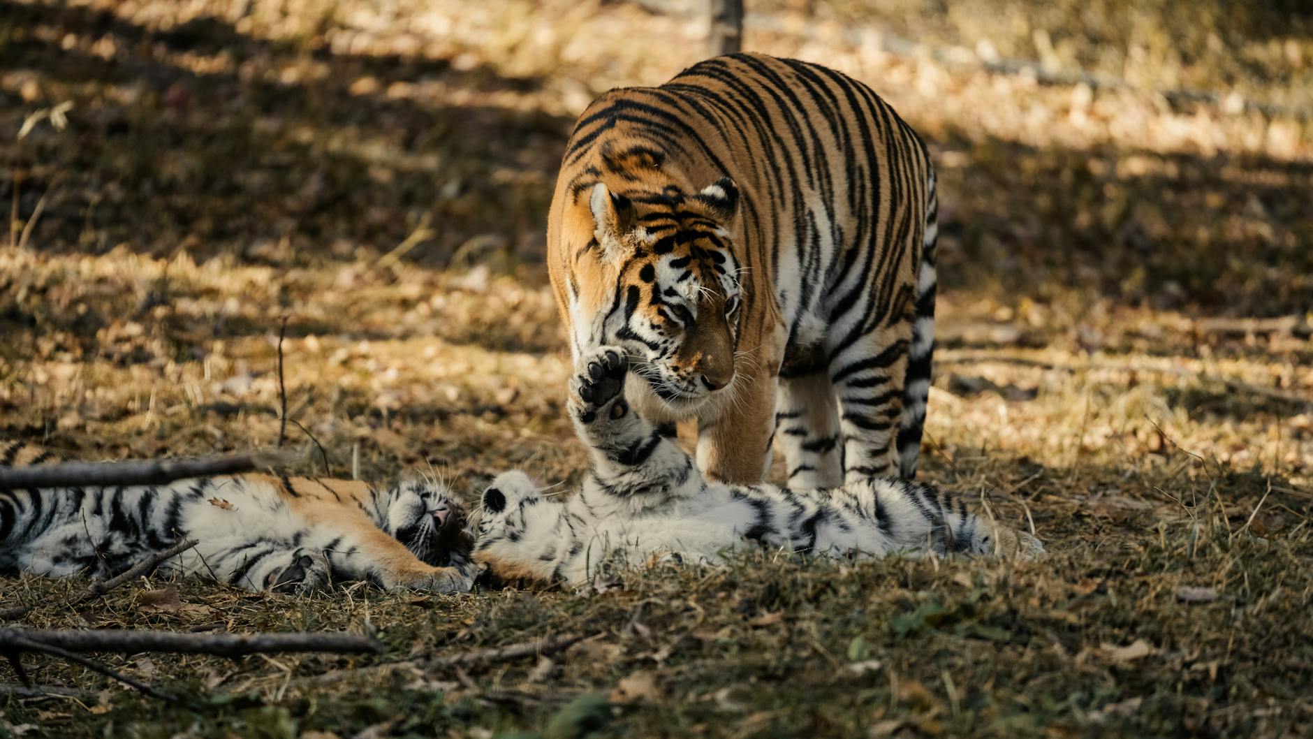 Orphaned Tiger Cub Found on Roadside in Khabarovsk Region - News