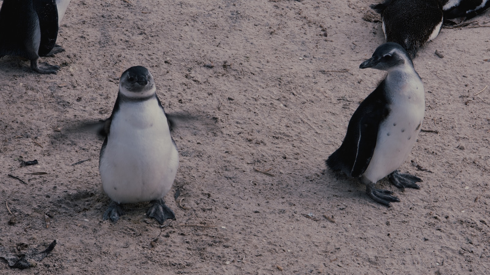 Penguins of My Mom Season 2 Set to Premiere This Fall