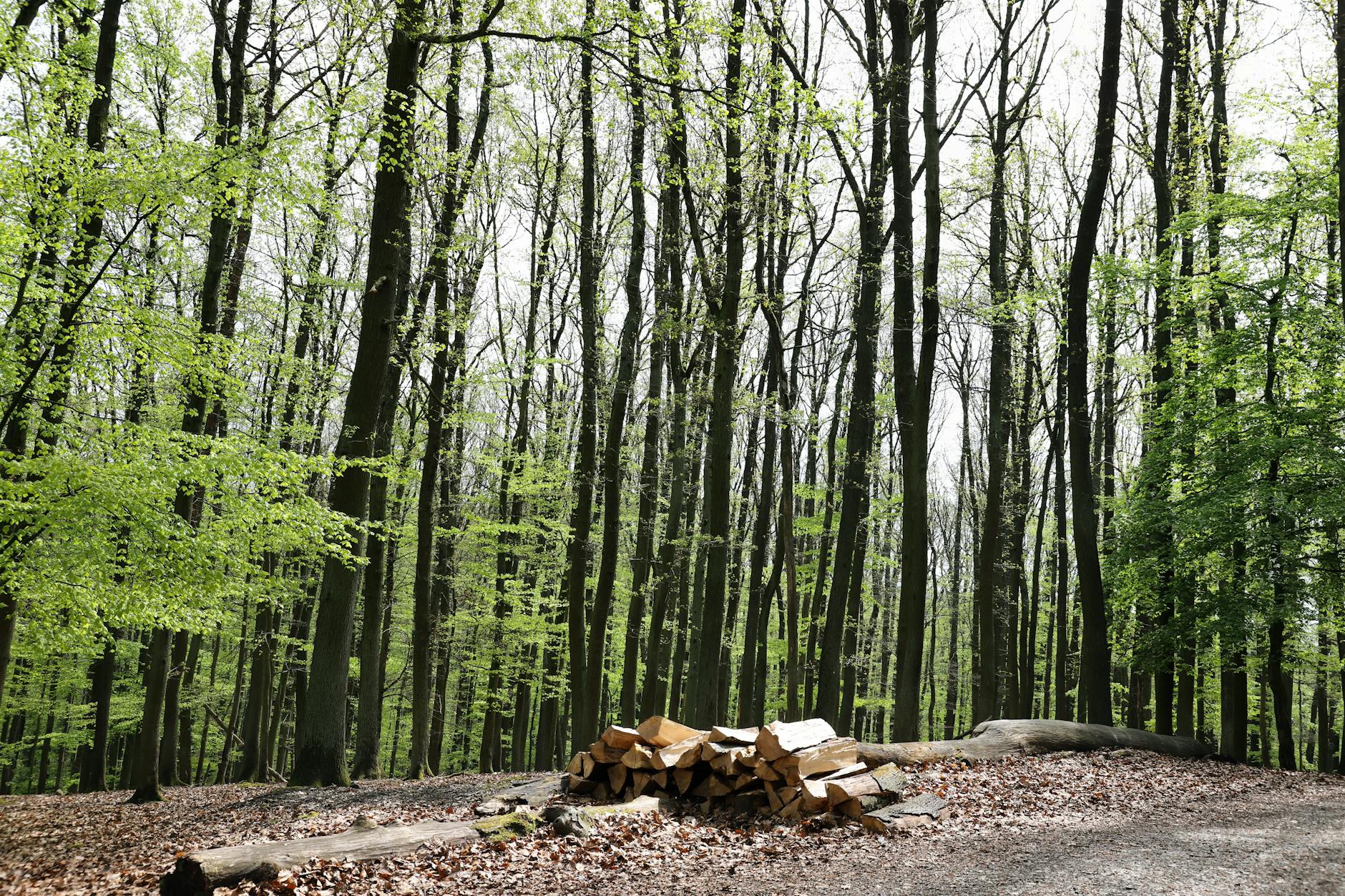 Pitt Hospital Series Renewed for Thrilling Third Season